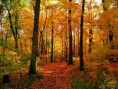 /album/autunno-e-i-suoi-frutti/autunno-e-frutti-autunnali-9-jpg/